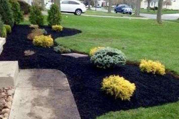 Garden with black mulch, yellow and green shrubs, adjacent to a lawn and a driveway with a parked white car.