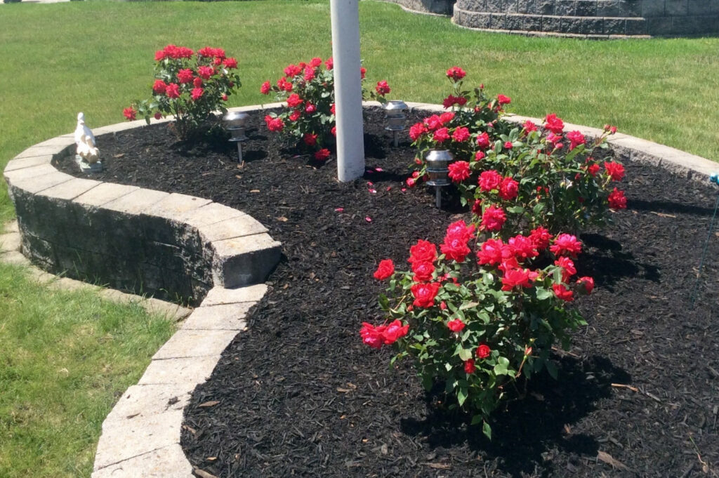 Landscaped garden bed with red roses, edging stones, black mulch, two solar lights, turf lawn, and a small duck statue.
